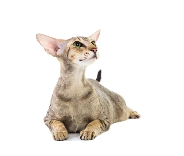 純血種のかわいいシャム猫横になっているスタジオ ショット — ストック写真