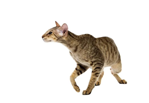 Aggressive siamesische Katze. isoliert auf weiß — Stockfoto