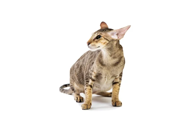 Aggressive siamesische Katze. isoliert auf weiß — Stockfoto