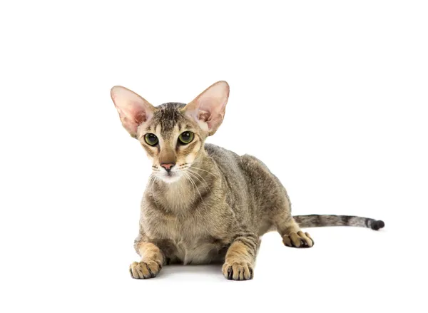 純血種のかわいいシャム猫横になっているスタジオ ショット — ストック写真