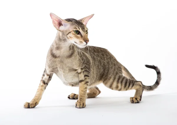 Gato siamés agresivo. aislado en blanco —  Fotos de Stock