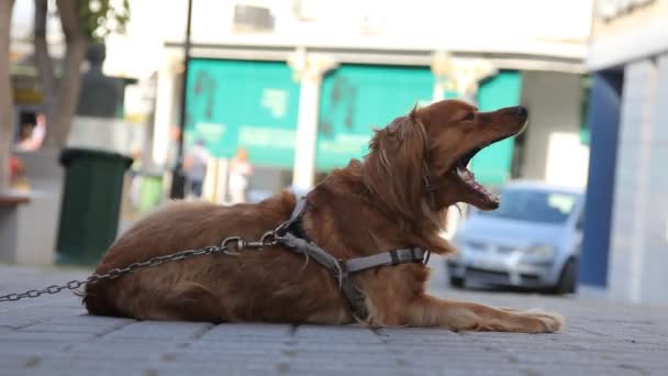 Cão mentindo — Vídeo de Stock