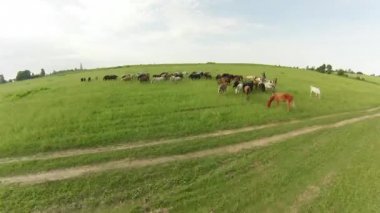 at çayırda otlatmak. Yaz manzara. Hava görünümü