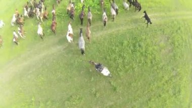 at çayırda otlatmak. Yaz manzara. Hava görünümü