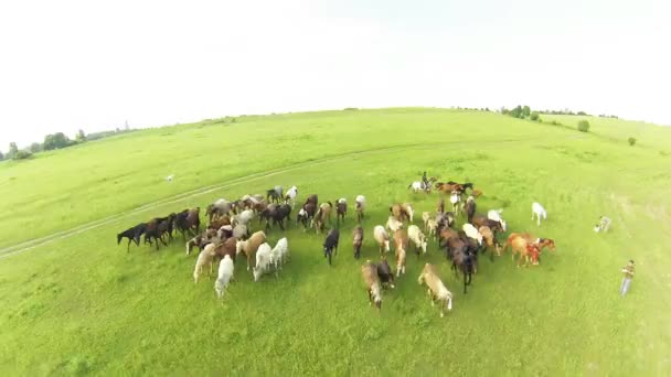 Koně se pasou na louce. letní krajina. Letecký pohled — Stock video