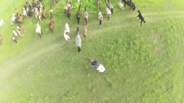 Los caballos pastan en el prado. Paisaje de verano. Vista aérea — Vídeos de Stock