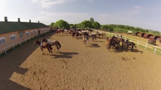 Koňský ranč, letecký pohled — Stock video