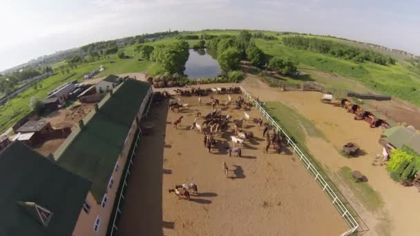 Koń ranch, widok z powietrza — Wideo stockowe