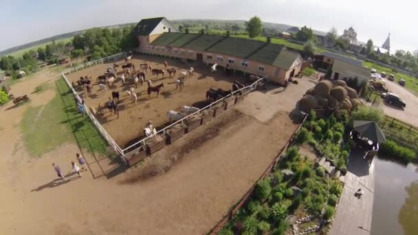 Rancho de caballos, vista aérea — Vídeo de stock