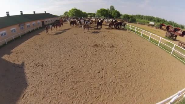 Ranch équestre, vue aérienne — Video