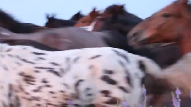 Manada de caballos — Vídeo de stock