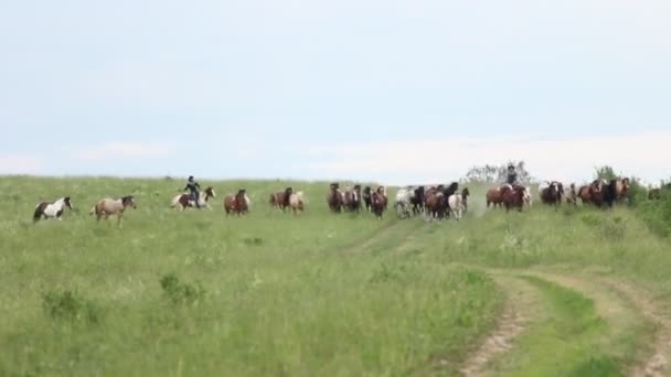 Лошади стадо бежит в поле — стоковое видео