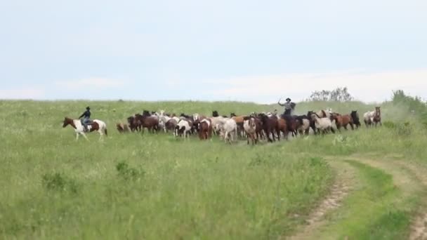 Caballos corriendo en el campo — Vídeo de stock