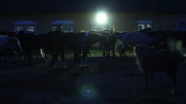 Коні в стайні вночі — стокове відео