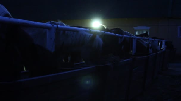 Konie w stajni w nocy — Wideo stockowe