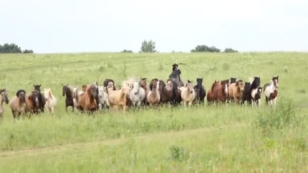 Horses herd running in the field — Stock Video