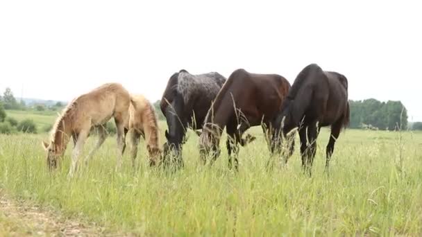 Коні з тваринами в пасовищі — стокове відео