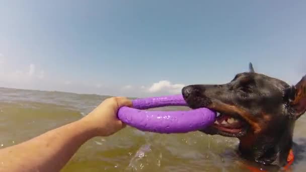 Dog playing with toy in sea — Stock Video