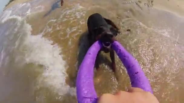 Hund leker med leksak i havet — Stockvideo