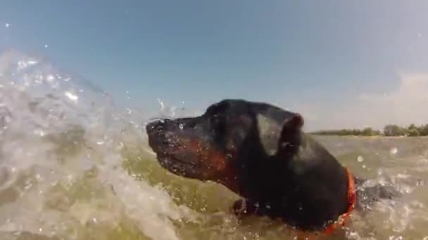 Hond zwemmen in de zee — Stockvideo