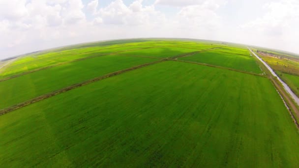 Lucht uitzicht op rijstvelden — Stockvideo