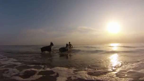 Criança brincando com dois cães no mar — Vídeo de Stock