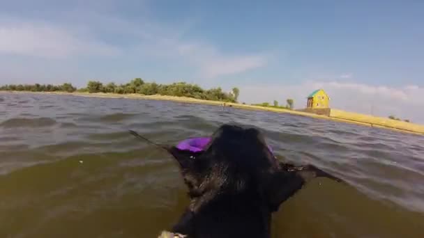 Hund schwimmt mit Spielzeug im Meer — Stockvideo