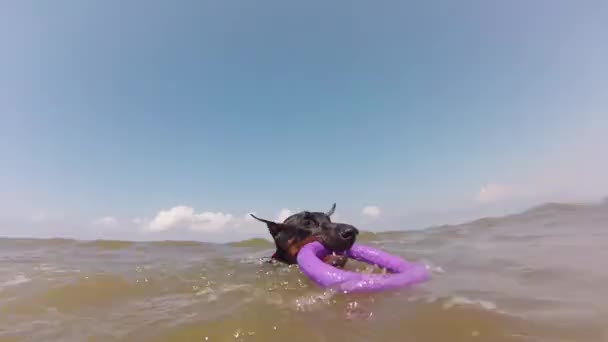 Perro nadando con juguete en el mar — Vídeo de stock