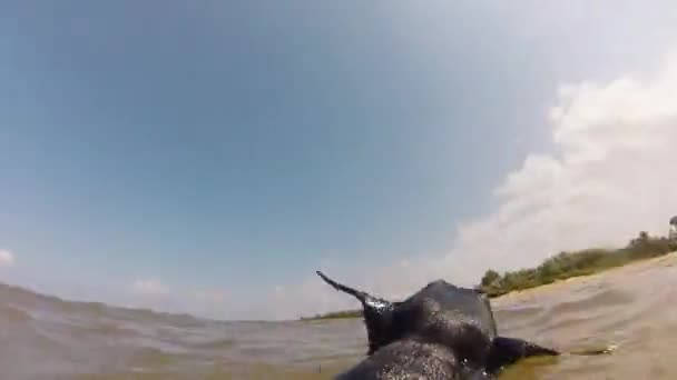 Câine înot cu jucărie în mare — Videoclip de stoc