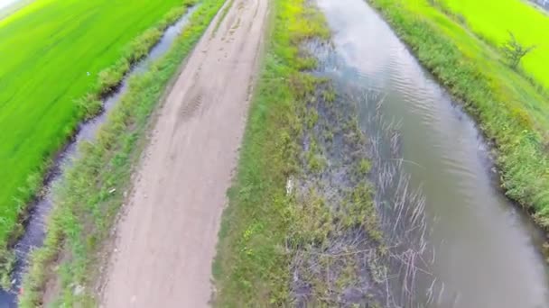 Воздух на рисовых полях — стоковое видео