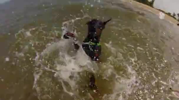 Hond zwemmen in de zee — Stockvideo