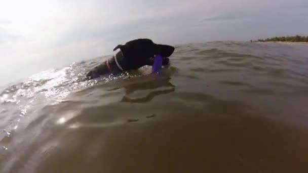 Собака грає з іграшкою в морі — стокове відео