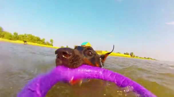 海のグッズと一緒に泳ぐ犬 — ストック動画
