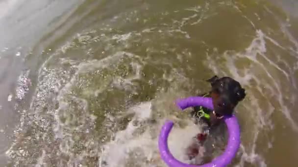 Дог плавает с игрушкой в море — стоковое видео