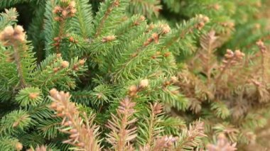 Mavi kürk ağacı, sürgülü manzara