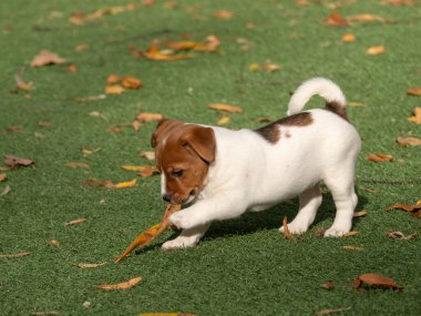 Komik Jack Russell Terrier köpeği.