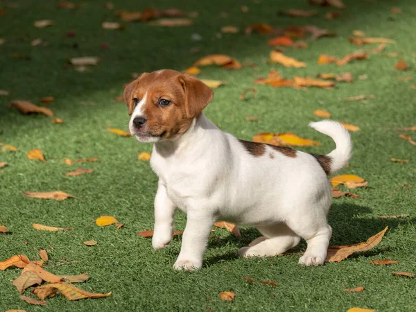 Funny jack russel terrier puppy — Stock Photo, Image