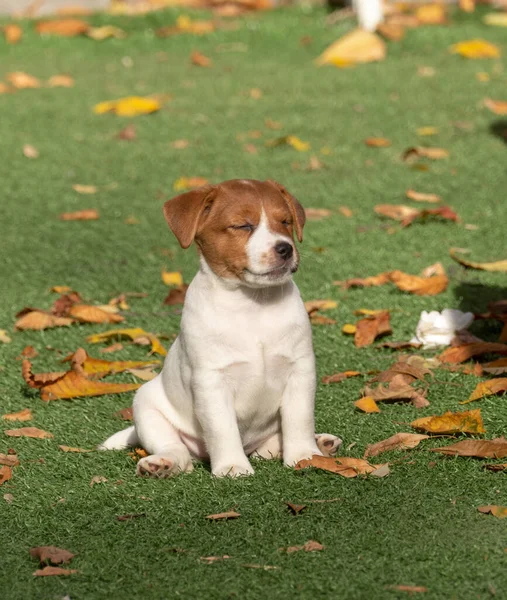 Vicces Jack Russel terrier kiskutya — Stock Fotó