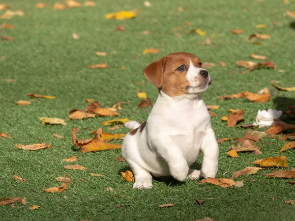 Śmieszny szczeniak Jack Russel Terrier — Zdjęcie stockowe