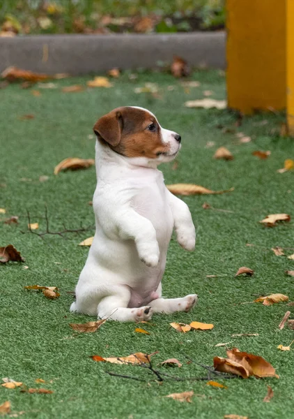 Divertido gato russel terrier cachorro — Foto de Stock