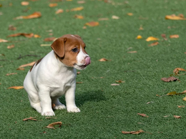 Filhote de cachorro engraçado Jack Russel terrier — Fotografia de Stock
