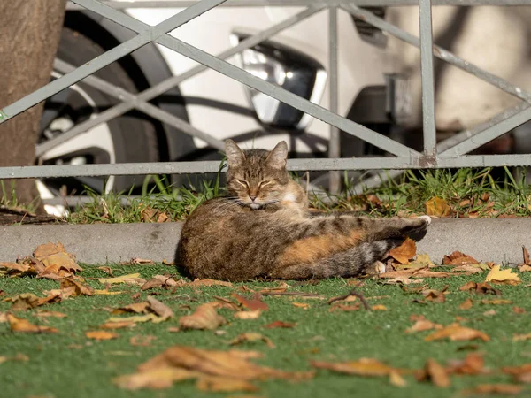 일광욕을 즐기는 멸종 된 고양이 — 스톡 사진