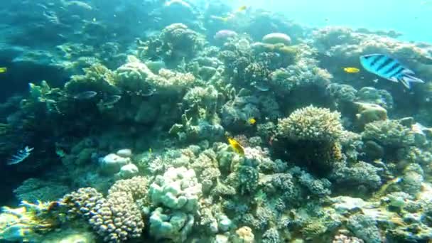 O mundo subaquático do Mar Vermelho . — Vídeo de Stock
