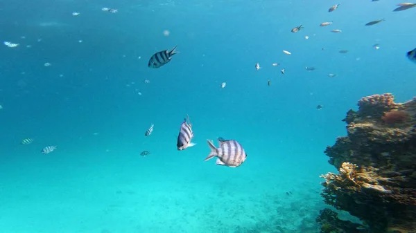 紅海の水中世界 明るい魚 サンゴ礁 — ストック写真