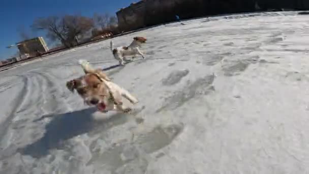 Perros Pequeños Persiguiendo Una Pelota Través Del Lago Cámara Acción — Vídeos de Stock