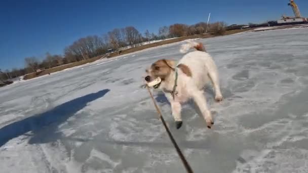 Kleine Hunde Jagen Einem Ball Über Den See Action Kamera — Stockvideo