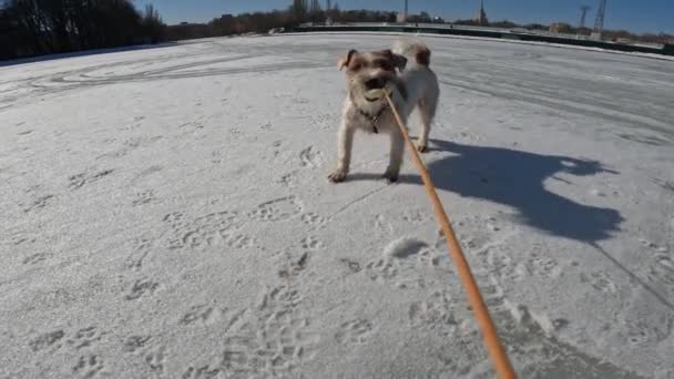 Małe Psy Goniące Piłkę Przez Jezioro Kamera Akcji Punkt Pov — Wideo stockowe