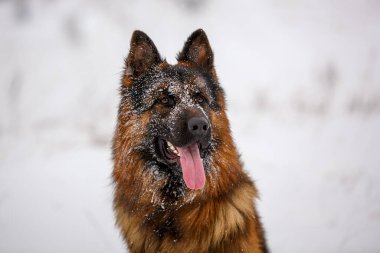 Uzun saçlı, büyük Alman çoban köpeği kar tarlasında oturuyor.