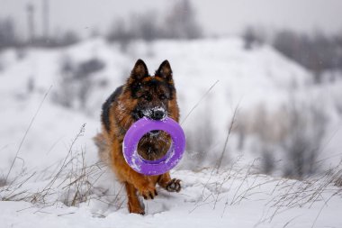Uzun saçlı, kar tarlasında koşan oyuncak bir Alman çoban köpeği.