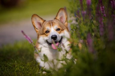 Parkta çiçekli Galli Corgi köpeği
